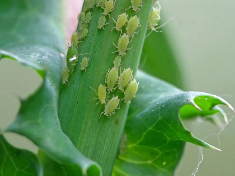 Blattläuse - die kleinen, grünen oder schwarzen Insekten