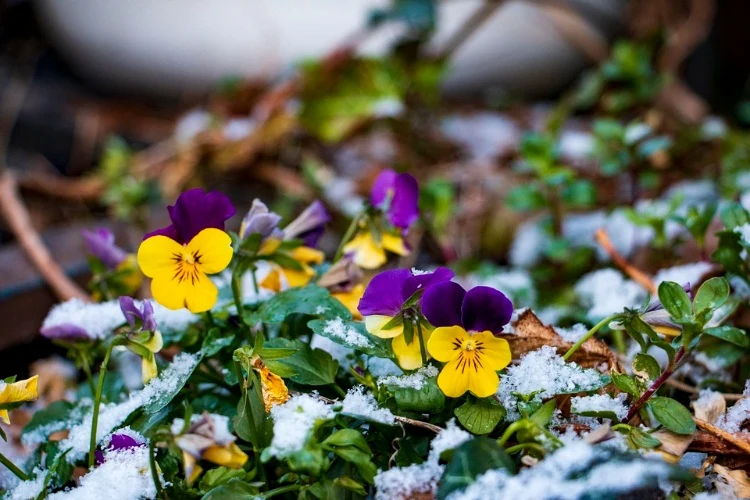Blumen im Winter im Garten blühen