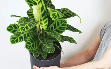 Calathea lässt Blätter hängen - 6 Ursachen und Lösungen zum Retten der Zimmerpflanze