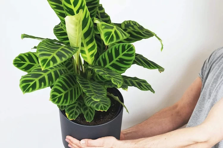 Calathea lässt Blätter hängen - 6 Ursachen und Lösungen zum Retten der Zimmerpflanze