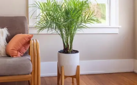 Dattelbaum aus Kern selber ziehen Anleitung