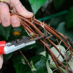 Der Garten im Februar - 3 wichtigste Aufgaben, die Gärtner diesen Monat erledigen sollten!