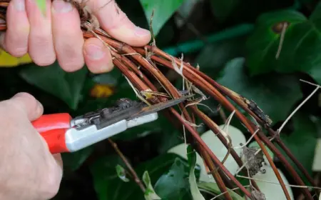 Der Garten im Februar - 3 wichtigste Aufgaben, die Gärtner diesen Monat erledigen sollten!