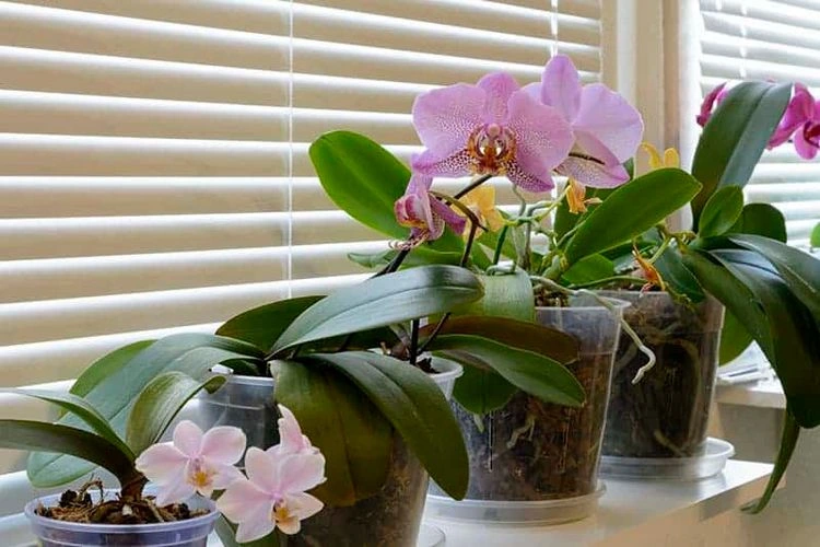Der richtige Orchideen-Topf - Beachten Sie diese Tipps