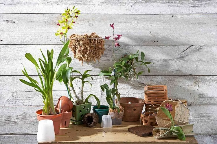 Der richtige Orchideen-Topf - Tipps, wie Sie ein schönes Gefäß finden und Ihre Pflanze schnell umpflanzen