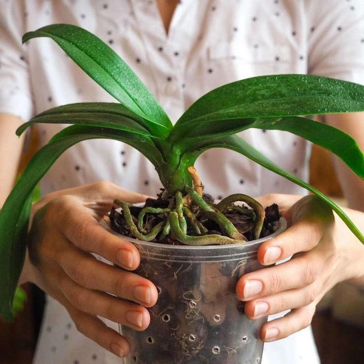Der richtige Orchideen-Topf, den Sie kaufen sollten