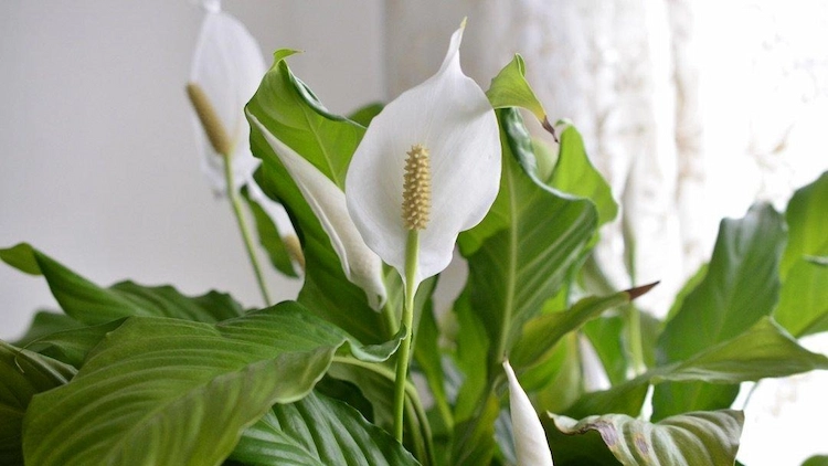 Die Friedenslilie ist eine pflegeleichte Pflanze mit schönen weißen Blüten