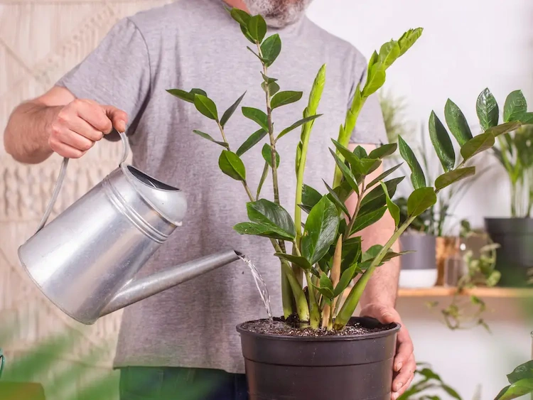 Die Überwässerung einer Glücksfeder-Pflanze kann zu vergilbten Blättern führen