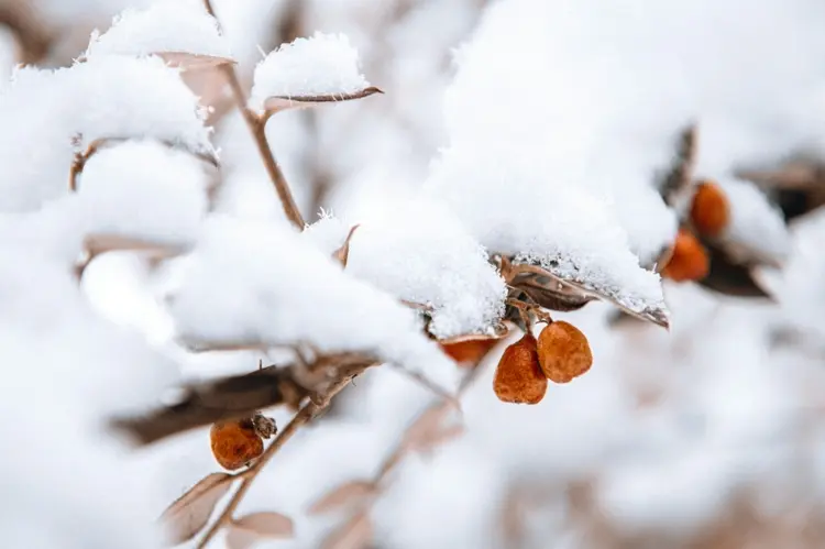 Die richtige Gartenpflege im Januar - Kaltkeimer aussäen und Schnee räumen