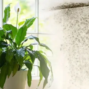 Diese 6 Zimmerpflanzen gegen Schimmel helfen Ihnen, die Schadstoffe in Ihrer Wohnung in Schach zu halten