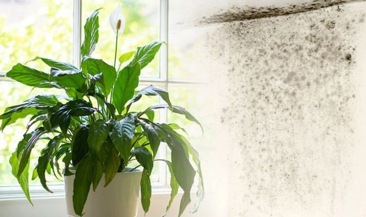 Diese 6 Zimmerpflanzen gegen Schimmel helfen Ihnen, die Schadstoffe in Ihrer Wohnung in Schach zu halten