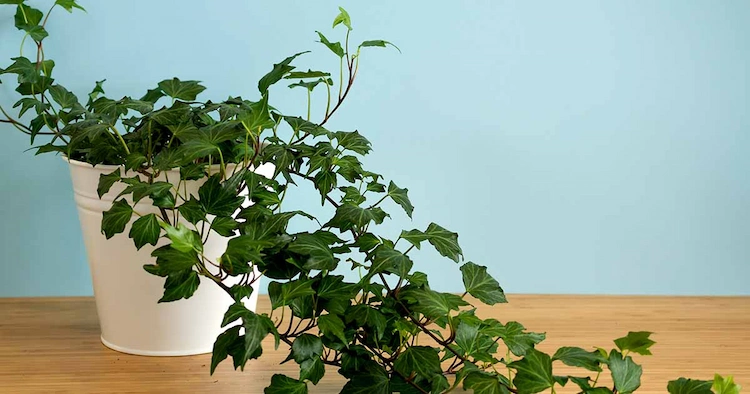 Diese Kletterpflanze beseitigt Schimmelpilze und Formaldehyd aus der Luft
