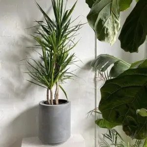 Dracaena Marginata ist giftig für Katzen und andere Haustiere