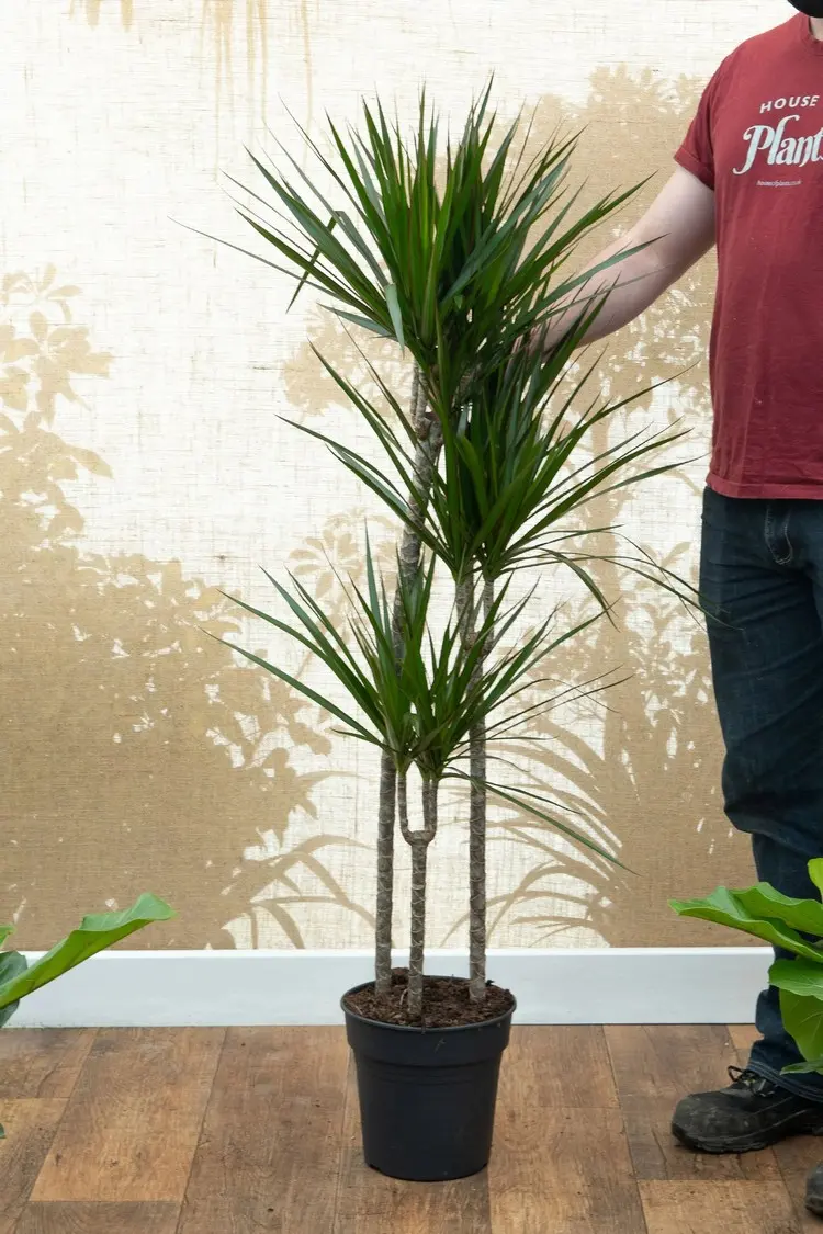 Dracaena ist eine attraktive Pflanze mit grünen, schwertartigen Blättern