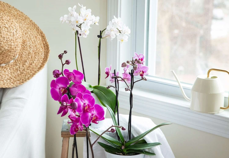 Es gibt einide Faktoren, die die Bewässerung von Orchideen beeinflussen