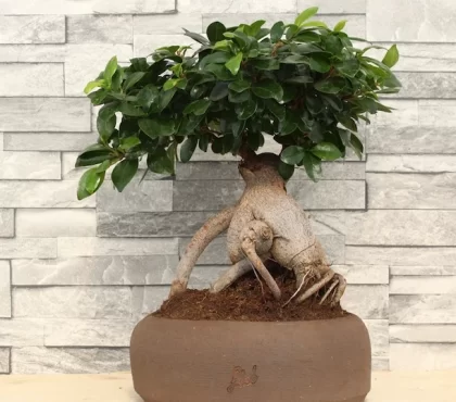 Ficus Ginseng Pflege - So leicht können Sie Ihre exoitsche Zimmerpflanze anhand unserer Tipps züchten