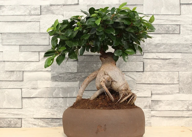 Ficus Ginseng Pflege - So leicht können Sie Ihre exoitsche Zimmerpflanze anhand unserer Tipps züchten