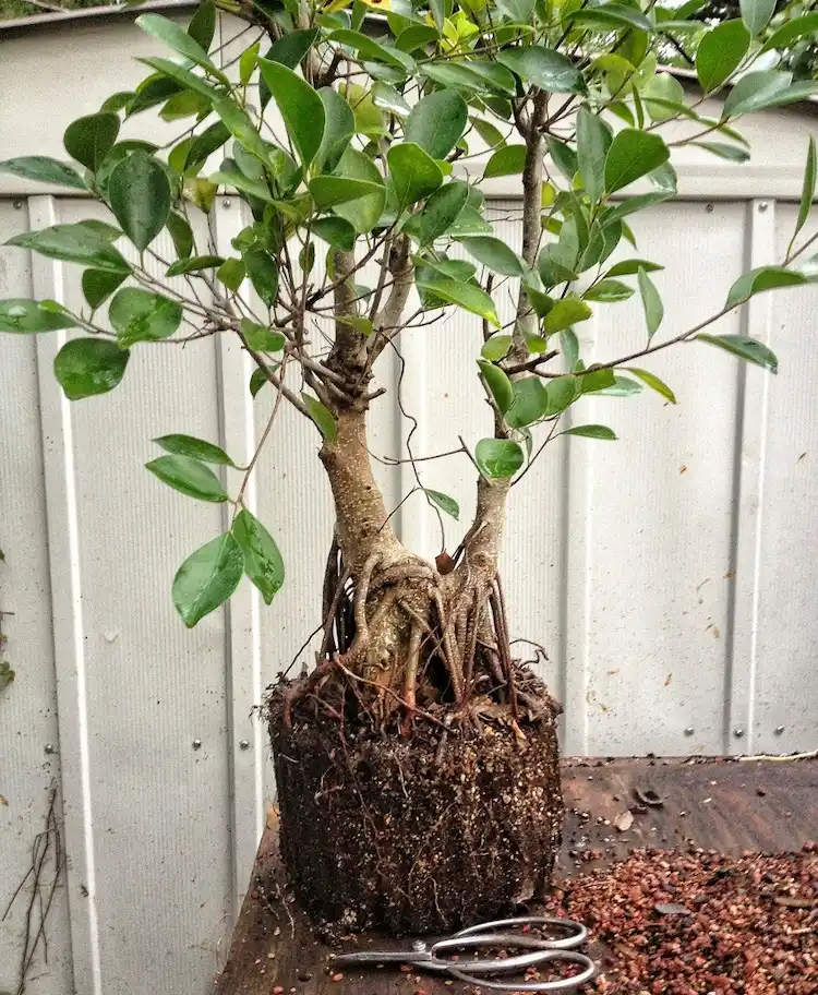 Ficus Ginseng Pflege - Welche ist die beste Blumenerde
