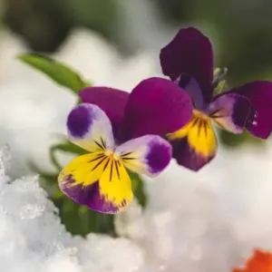 Frühling-Alpenveilchen blüht im Januar auch im Schnee