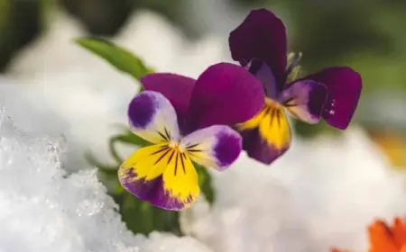 Frühling-Alpenveilchen blüht im Januar auch im Schnee