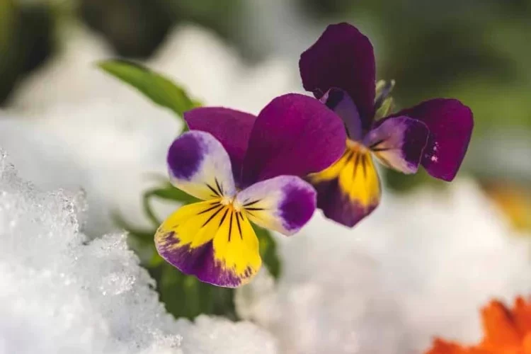 Frühling-Alpenveilchen blüht im Januar auch im Schnee