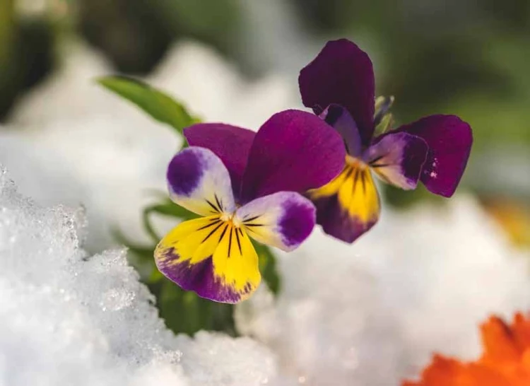 Frühling-Alpenveilchen blüht im Januar auch im Schnee