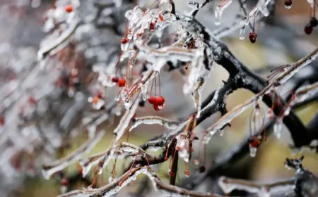 Gartenarbeit im Januar was gibt es zu tun nach Mondkalender