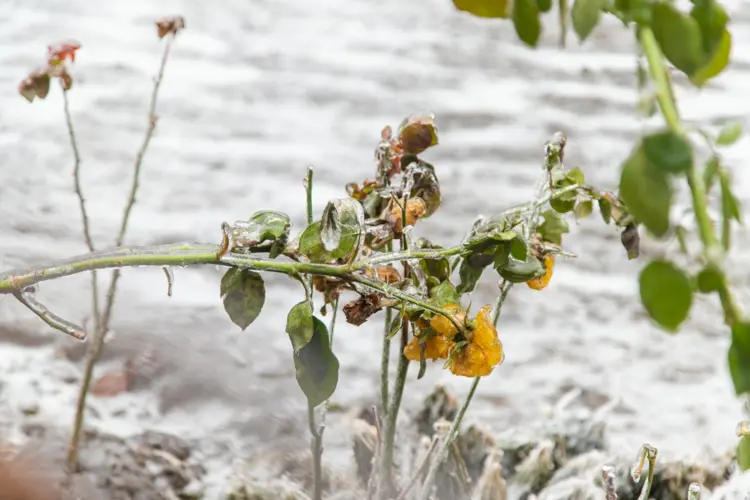 Gartenkalender 2023 - Spätestens Dezember brauchen Jungpflanzen einen Frostschutz