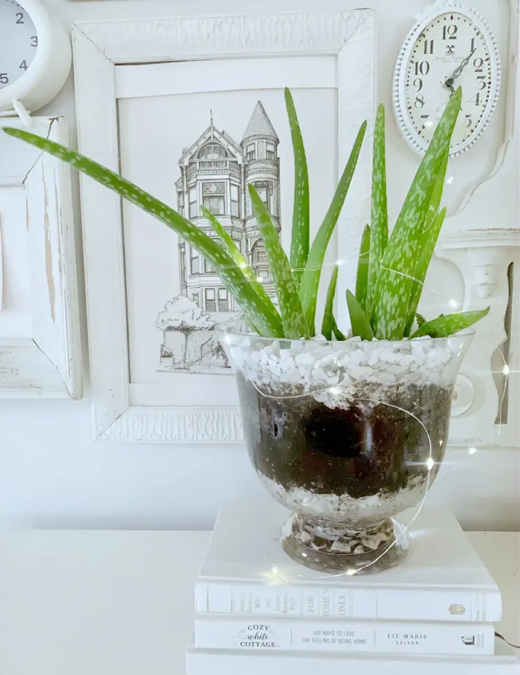 Glasschale bepflanzen mit Aloe Vera, Erde und weißen Deko-Steinchen
