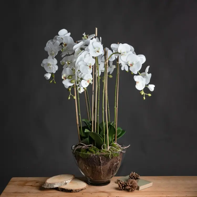Glasschale bepflanzen mit Orchideen - So wird's gemacht