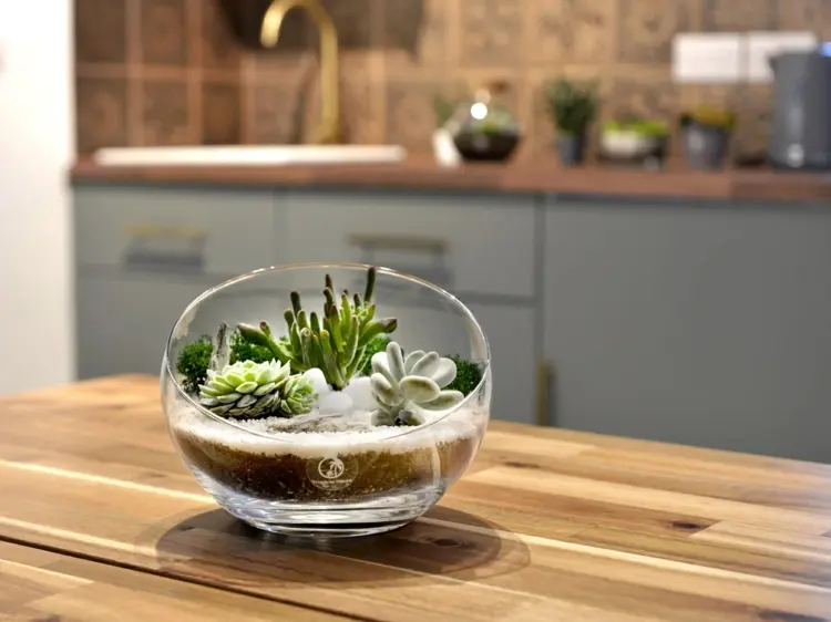 Glasschale bepflanzen mit Sukkulenten - Tipps, Anleitung und geeignete Pflanzen