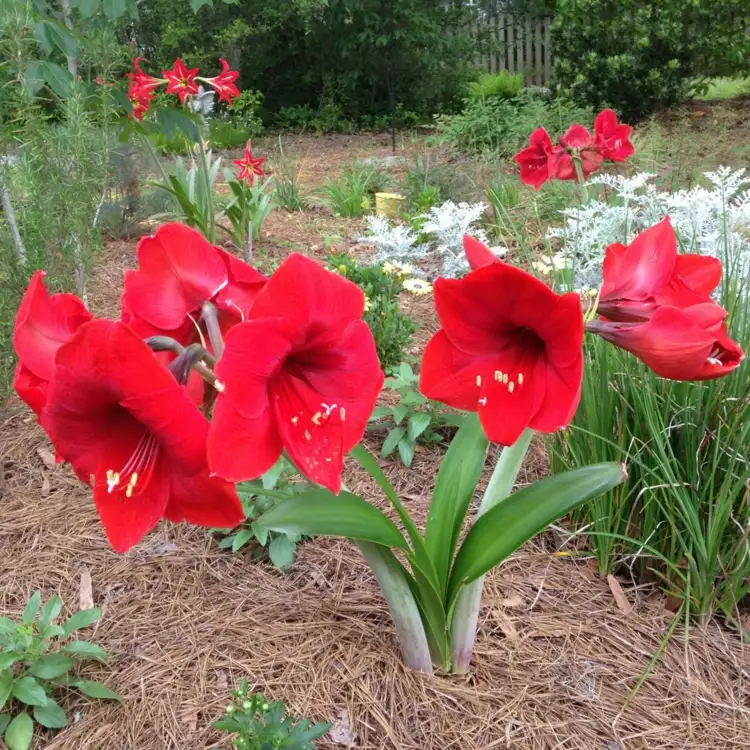 Im Mai Blüte fördern mit in den Garten gepflanzten Zwiebeln des Rittersterns