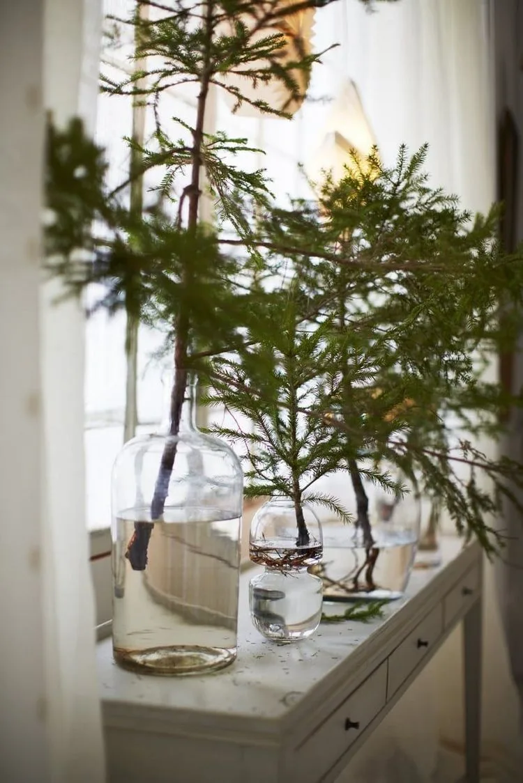 Immergrüne Zweige in Vasen mit Wasser als Naturmaterialien Deko für Konsolentisch im Wohnzimmer