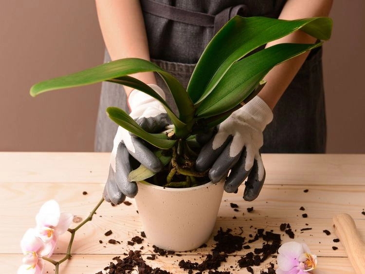Kaffeebohnen als Mulch für Orchideen ja oder nein