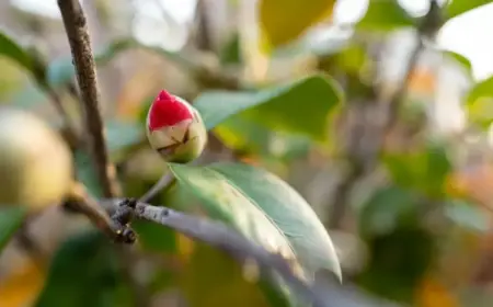 Kamelie verliert Blätter und Knospen - Ursachen und Tipps zur Lösung des Problems