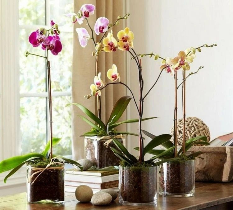 Klarglas-Topf für Orchideen - umpflanzen