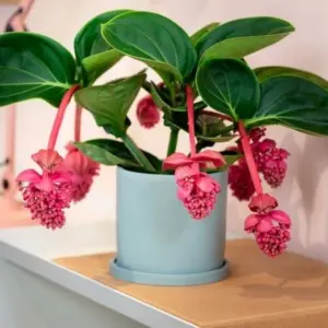 Medinilla Pflege - wie kann man die exotische Pflanze richtig anbauen