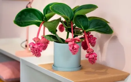 Medinilla Pflege - wie kann man die exotische Pflanze richtig anbauen