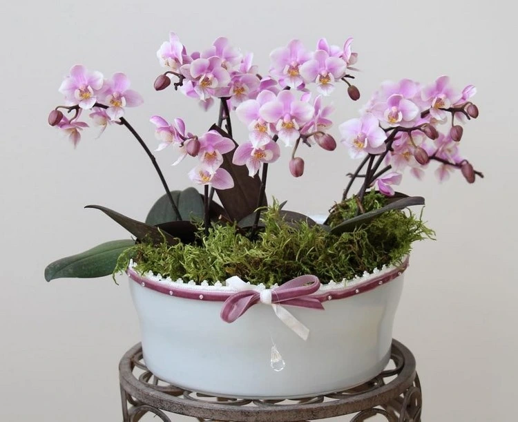 Mini Orchidee richtig pflegen und gießen