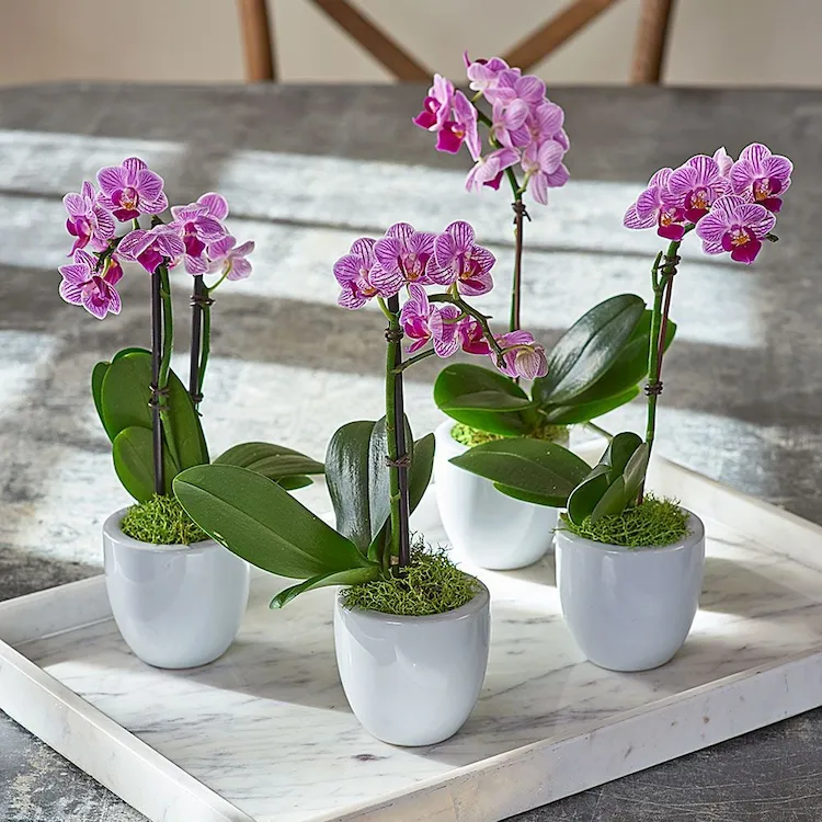Mini Orchideen blühen genauso oft wie ihre großen Verwandten
