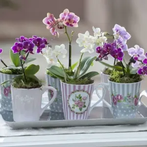 Mini Orchideen richtig pflegen - Tipps und Tricks