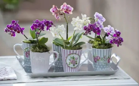 Mini Orchideen richtig pflegen - Tipps und Tricks