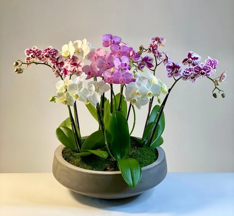 Mottenorchideen gehören zu den am einfachsten zu züchtenden Orchideen