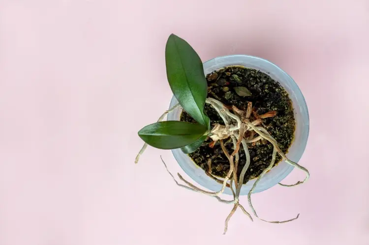 Neuer Trieb an der Orchidee wächst nicht bei falscher Bewässerung