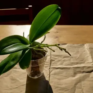 Neuer Trieb an der Orchidee wächst nicht weiter - Tipps zur Pflege