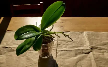 Neuer Trieb an der Orchidee wächst nicht weiter - Tipps zur Pflege