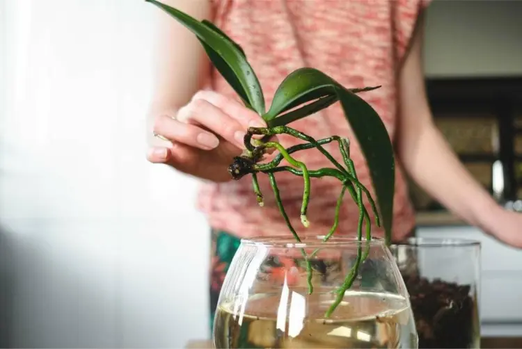 Orchidee in Wasser halten und regelmäßig wechseln