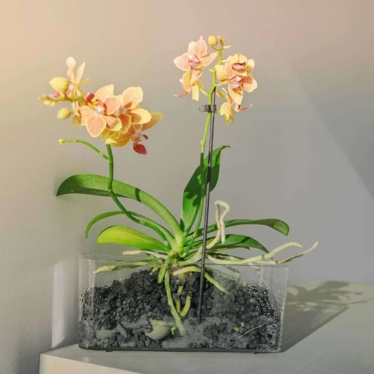 Orchidee mit Luftwurzeln umtopfen oder abschneiden