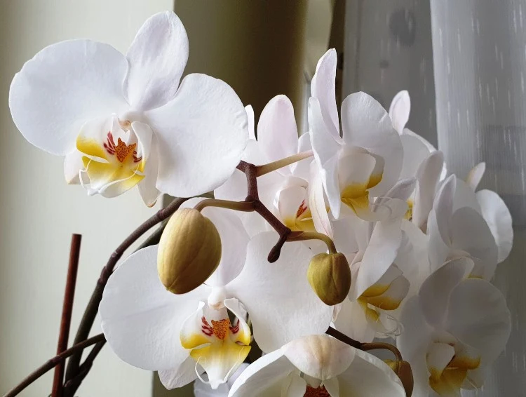 Orchideen Blüte und Knospen gehen nicht auf was tun