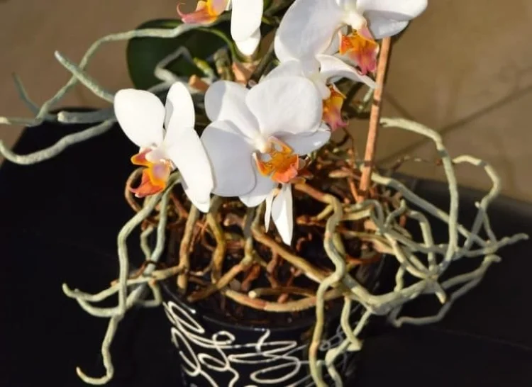 Orchideen Pflege beim Umtopfen Luftwurzeln entfernen oder nicht